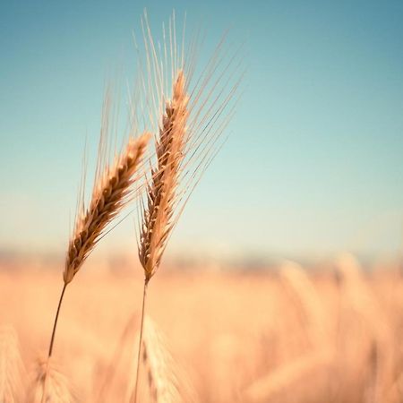 Sandliebe 格洛米茨 外观 照片
